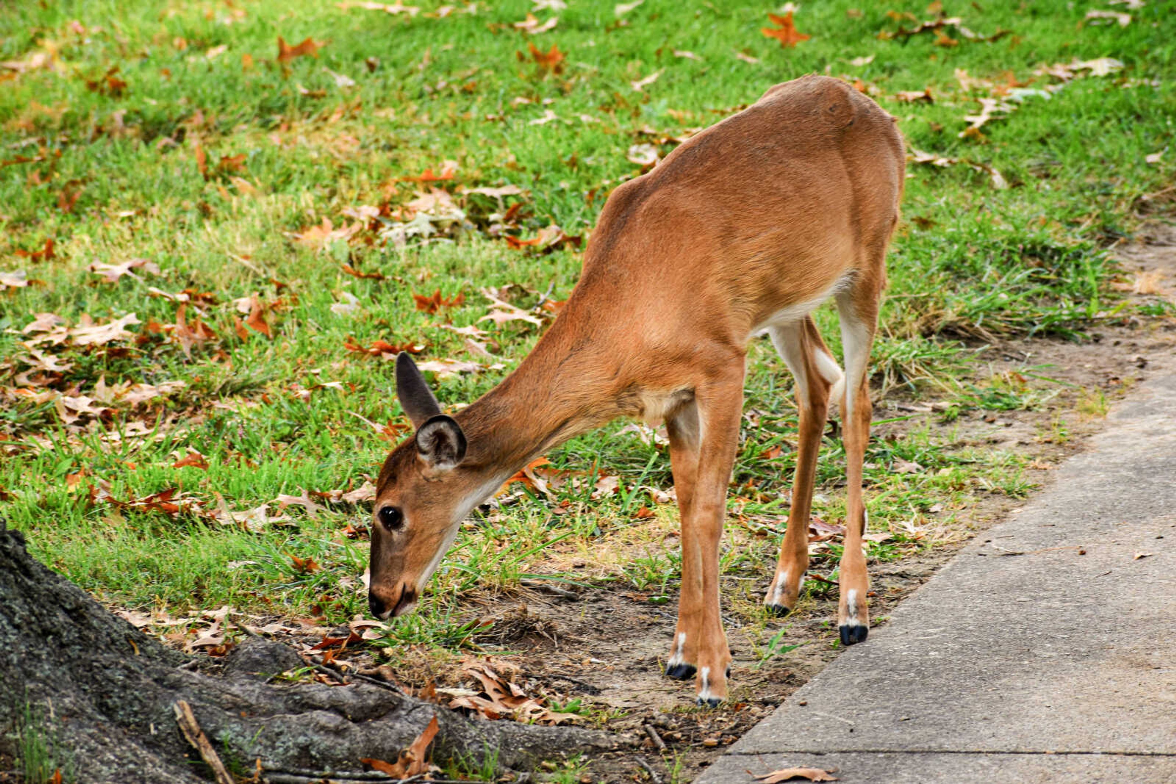 A deer on campus near Parker field.