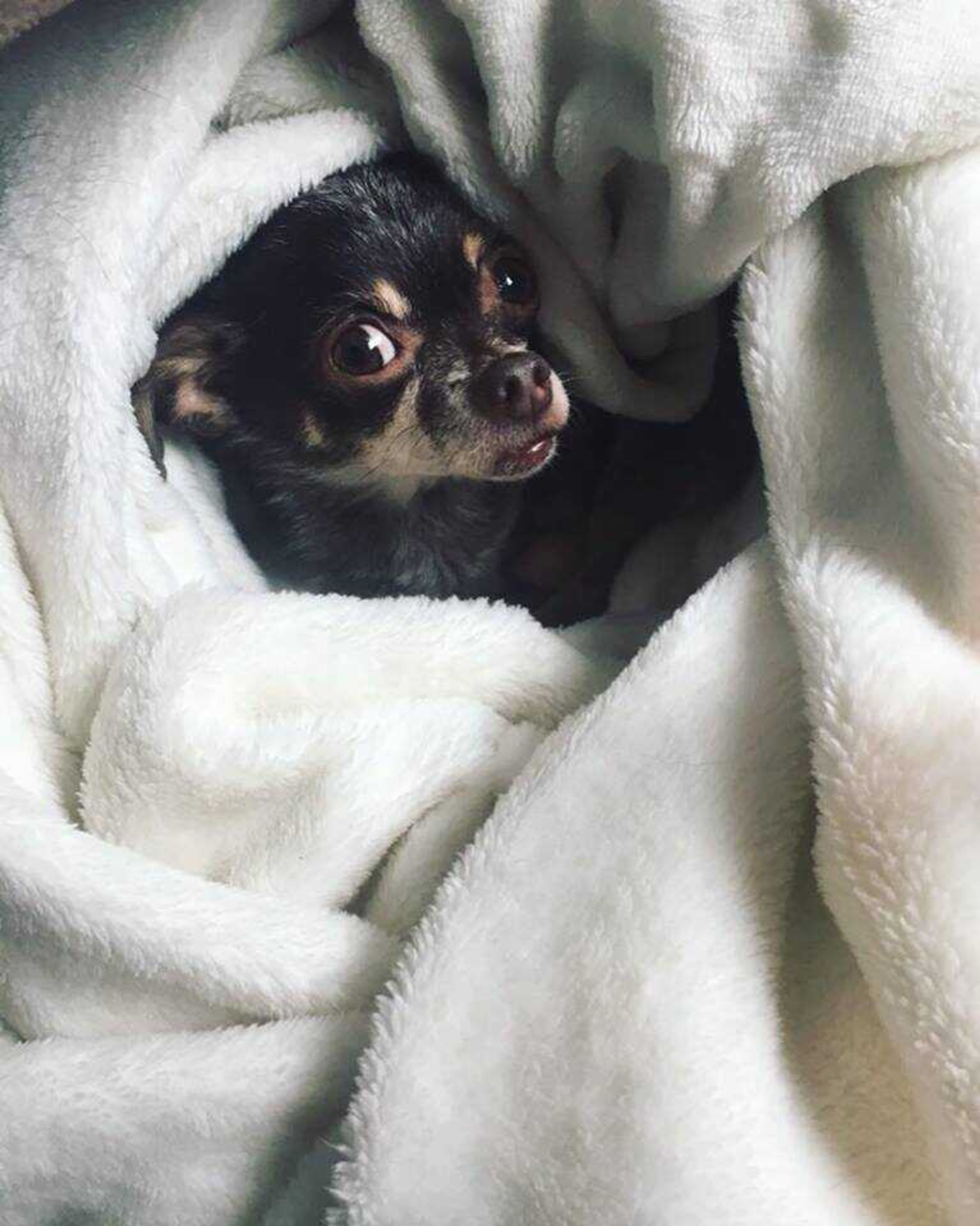 Tallulah the Chihuahua.  