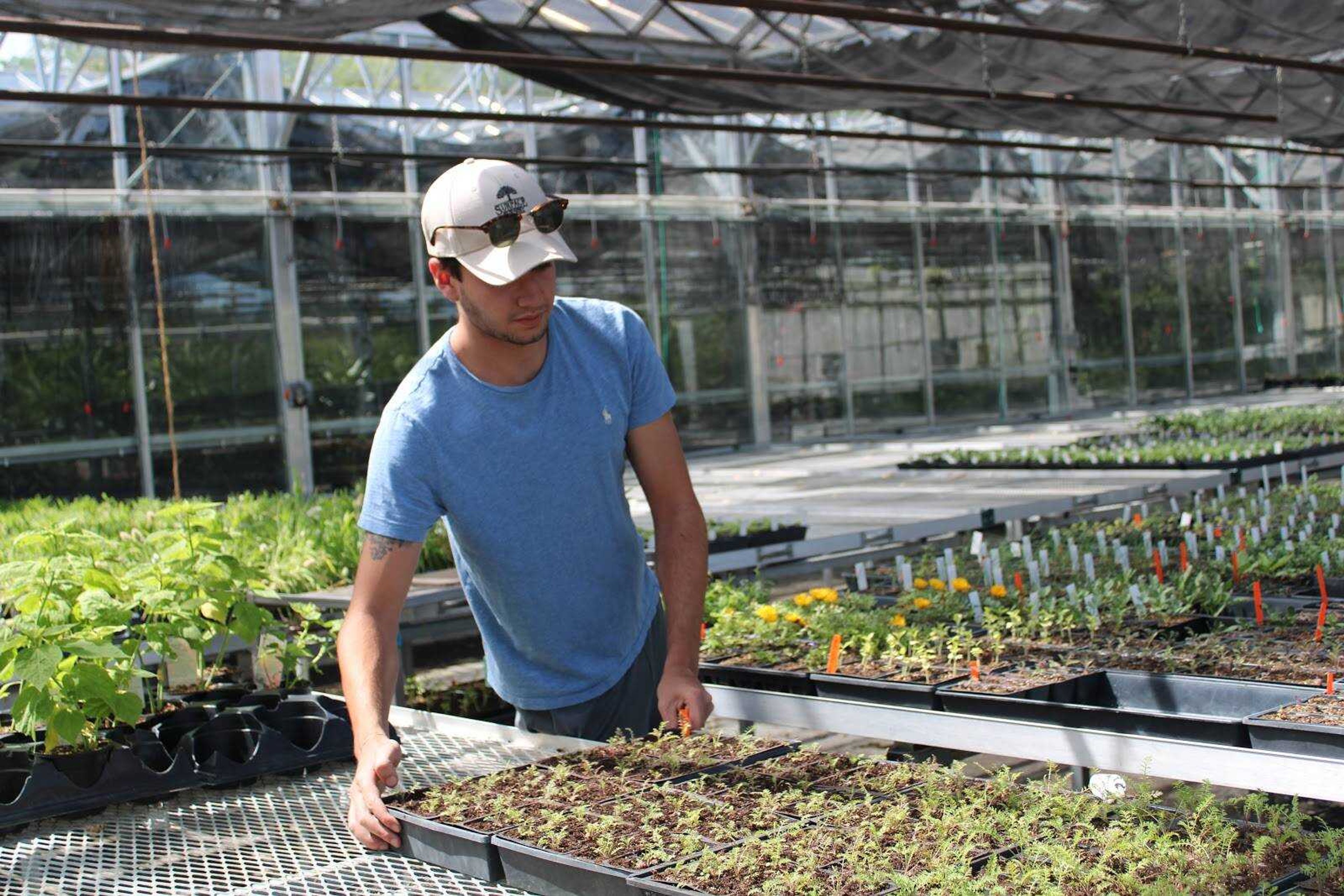 Junior agribusiness horticulture and plant science major Jesse Summers arranges plants for display at the Charles Hutson Horticulture Greenhouse in Cape Girardeau on May 1, 2020.