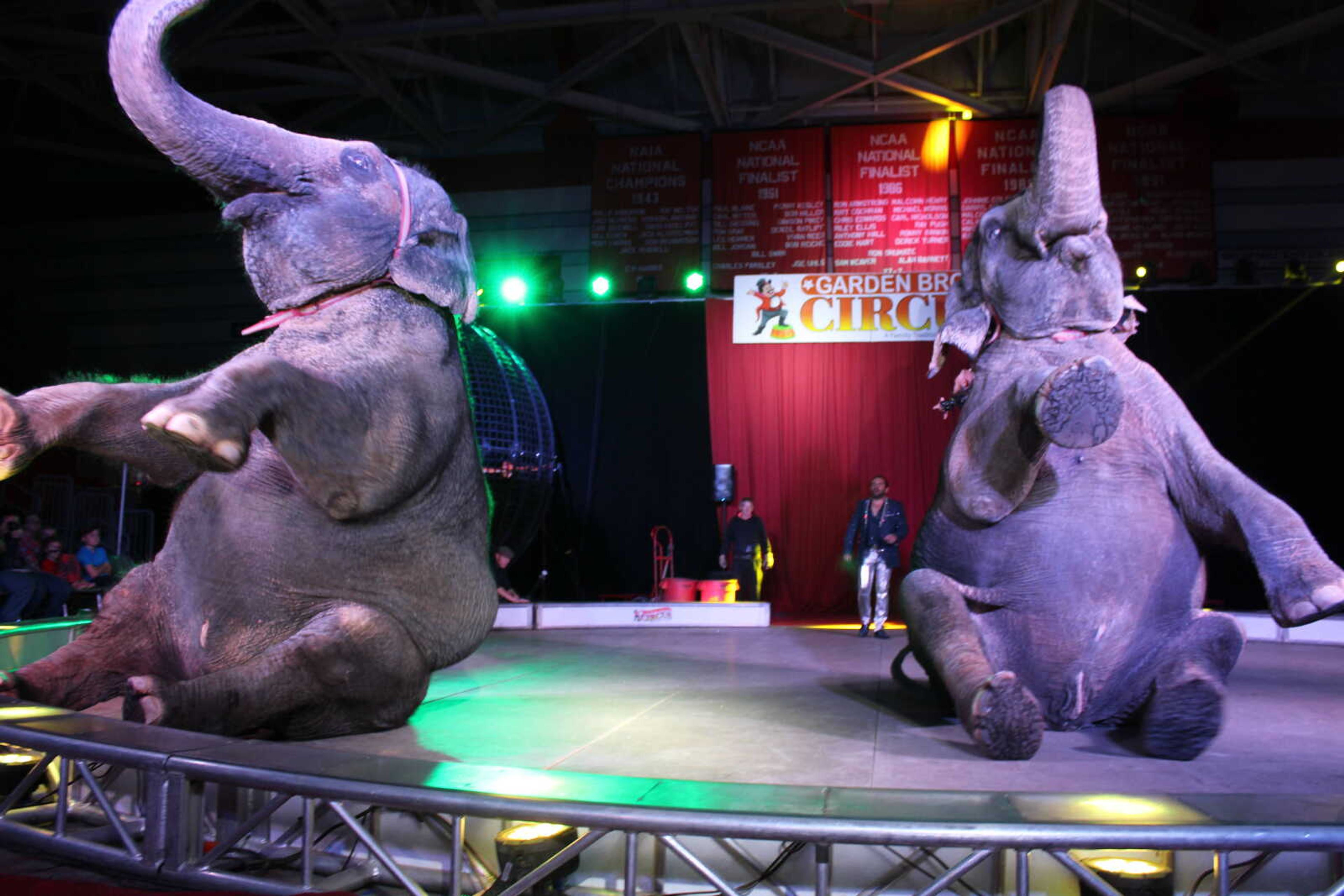 Two elephants perform at the Garden Bros Circus.