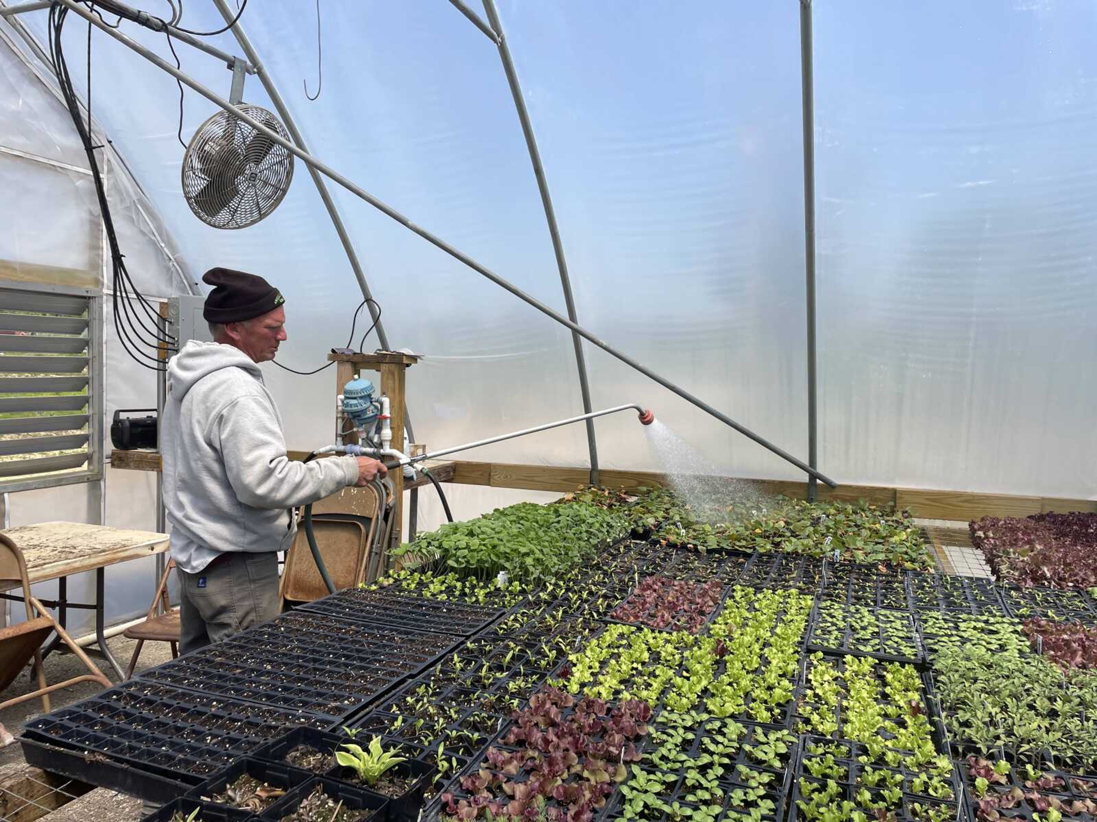 Kurt Sweitzer waters his produce plants in the greenhouse once a day. Watering is essential for plants in a humid environment. 