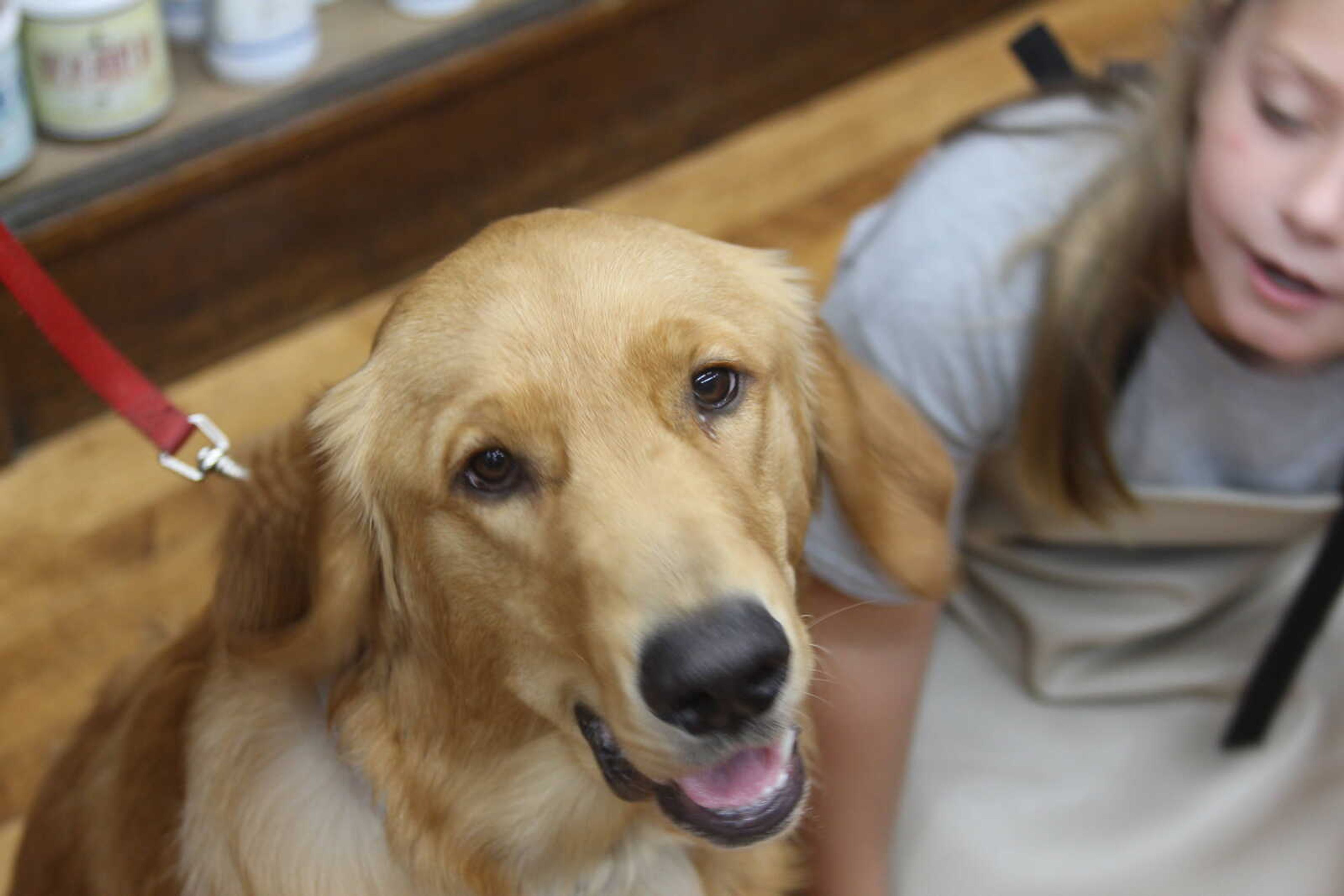 Golden Retriever comes into Mississippi Mutts on Sunday, Sept. 16.