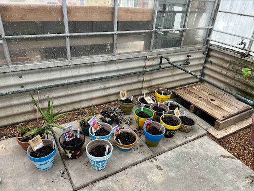 Pots with seeds planted by the sustainability club sit on the concrete. The club does many activities such as painting pots, planting seedlings and creating bird feeders.