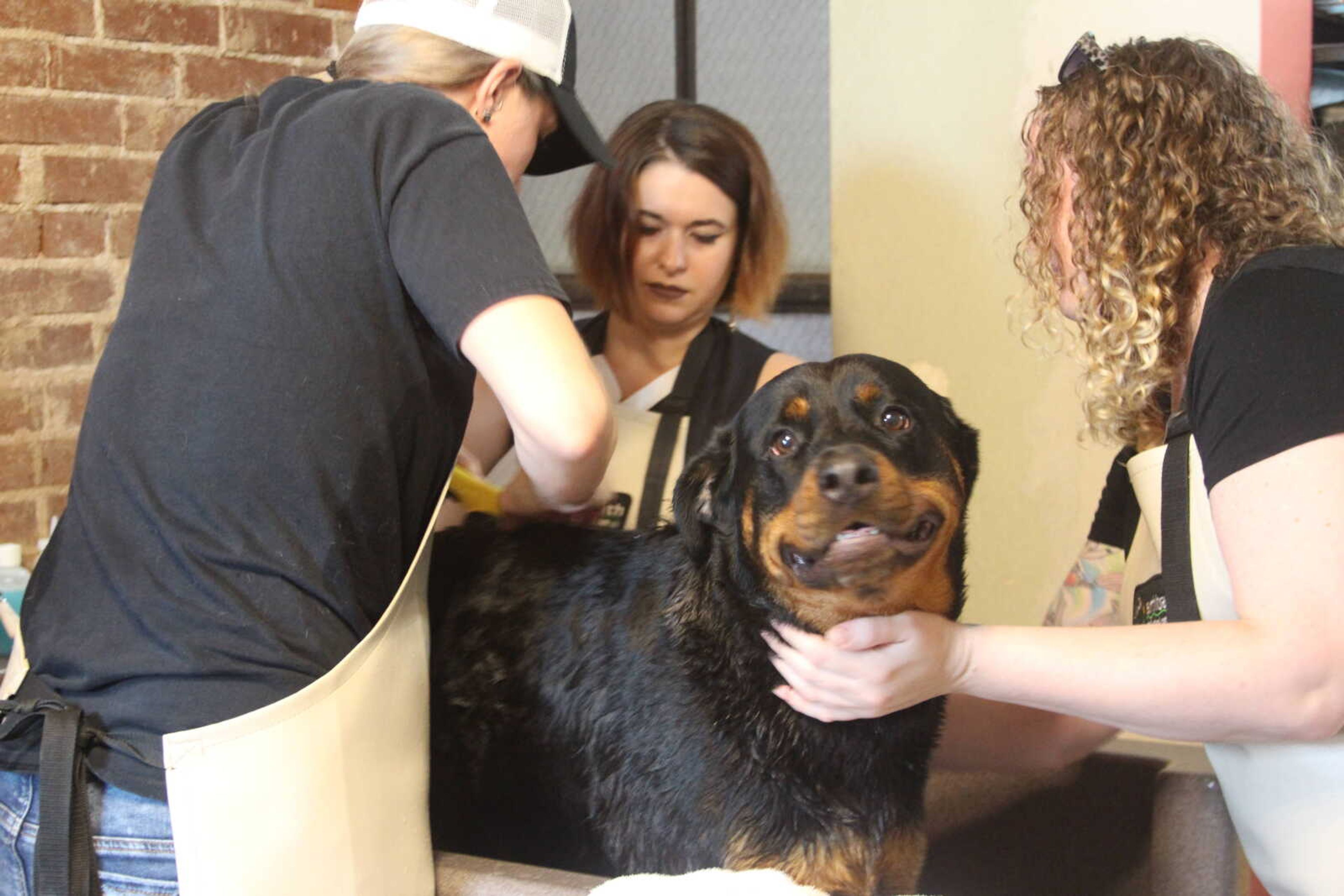 Roller Derby team members, Gina Phillips-Allred, Sam Moore, and Ann-Meredith Mcneill wash a dog to raise funds at Mississippi Mutts in Cape Girardeau. 