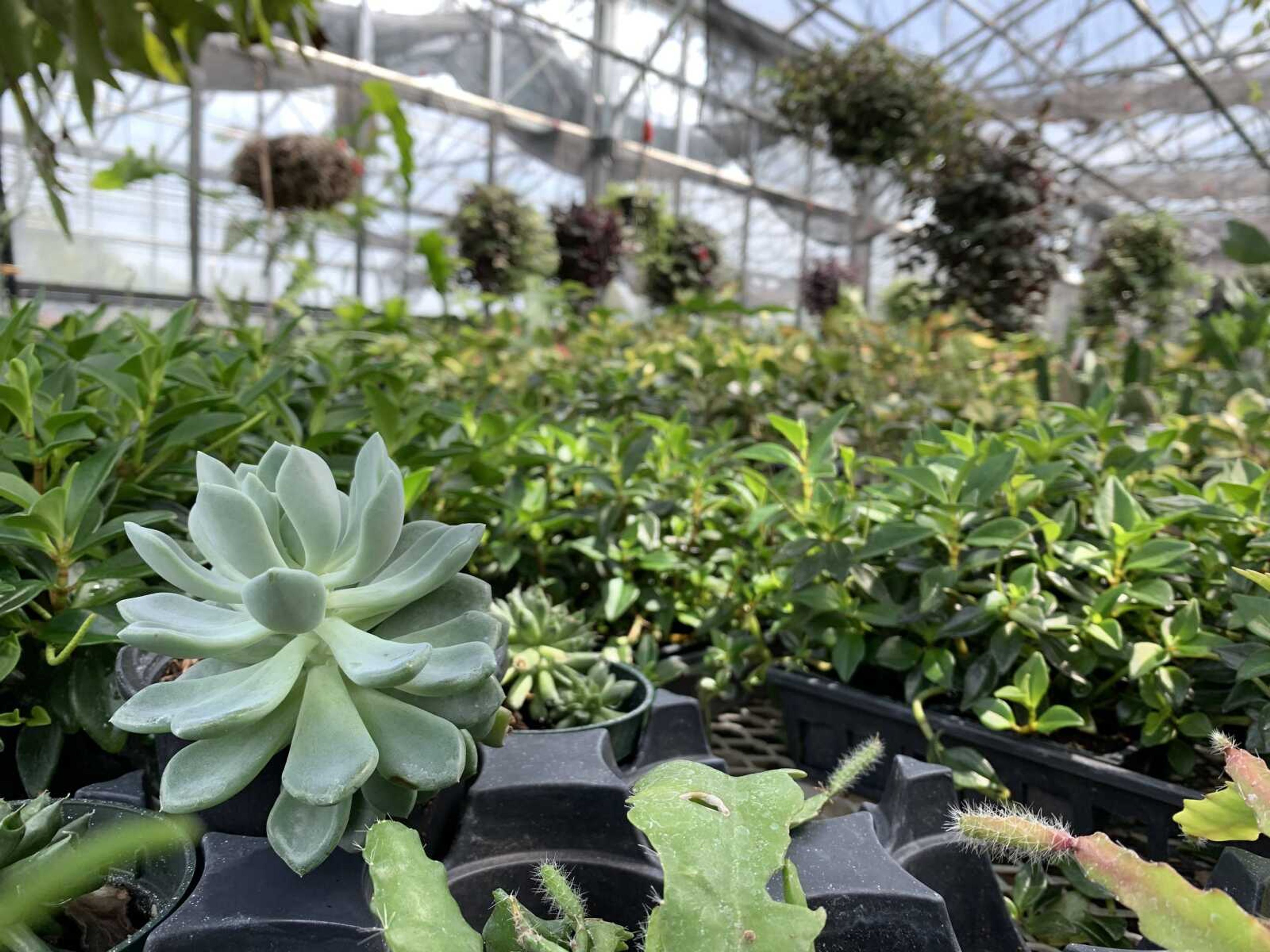 The Charles Hutson Horticulture Greenhouse sees many Southeast students looking for plants to keep in their dorms. Most walk out with a species of succulent. 