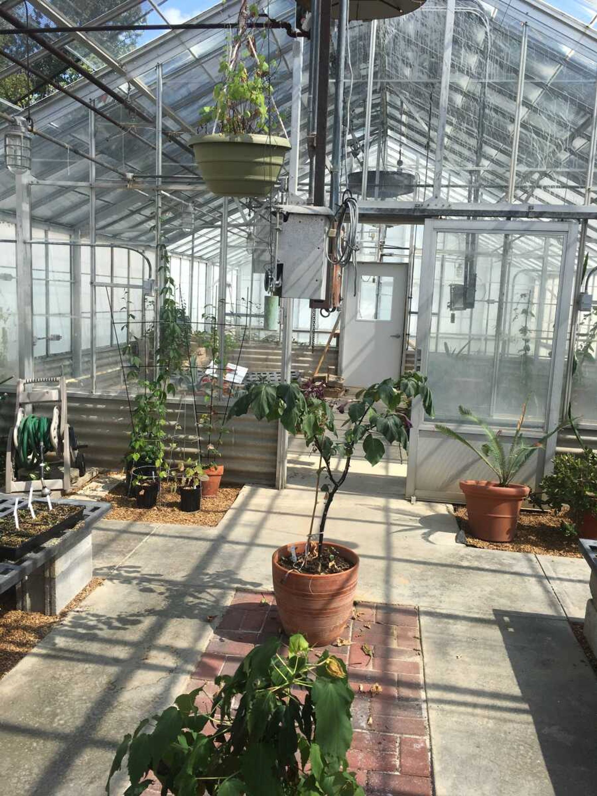 The front greenhouse, which is for teaching and to hold a diverse about of plants, got cleaned out and landscaped by students this past spring and current semester along with multiple other renovations to help the students get a hands-on experience.