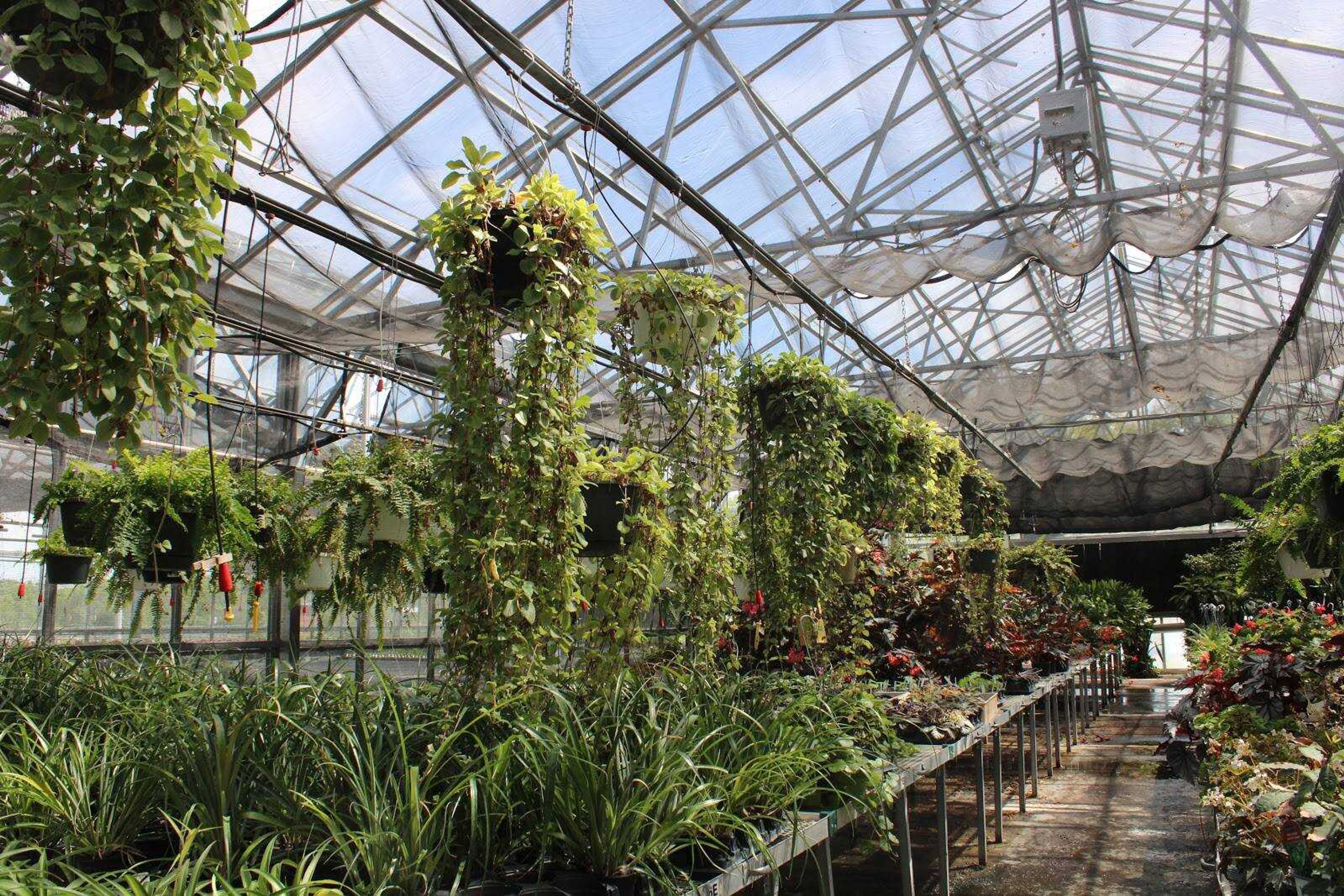 Indoor plants in the process of growing at the Charles Hutson Horticulture Greenhouse in Cape Girardeau on May 1, 2020.