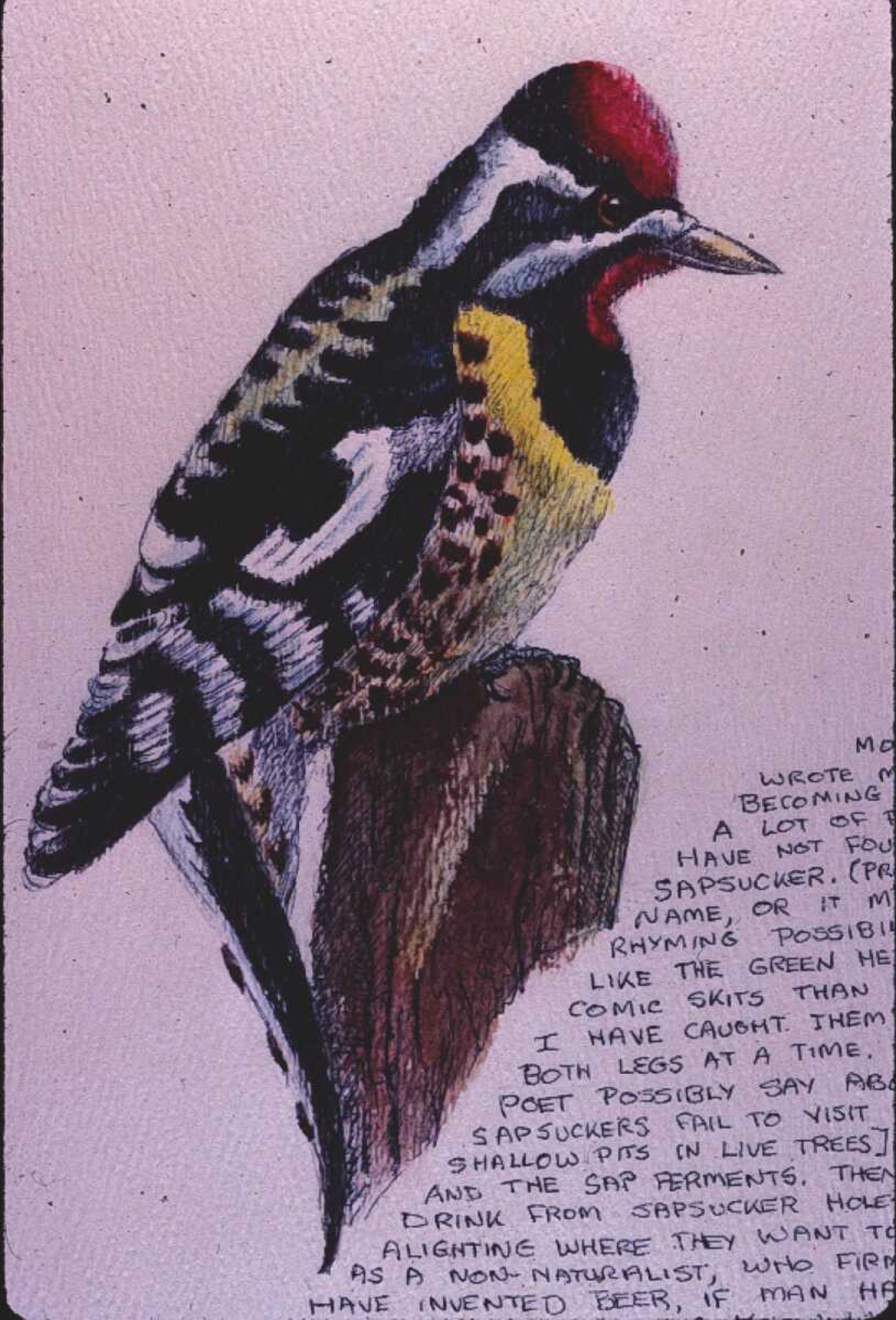 Above is a copy of a yellow-bellied sapsucker drawn by Jim Hamby.