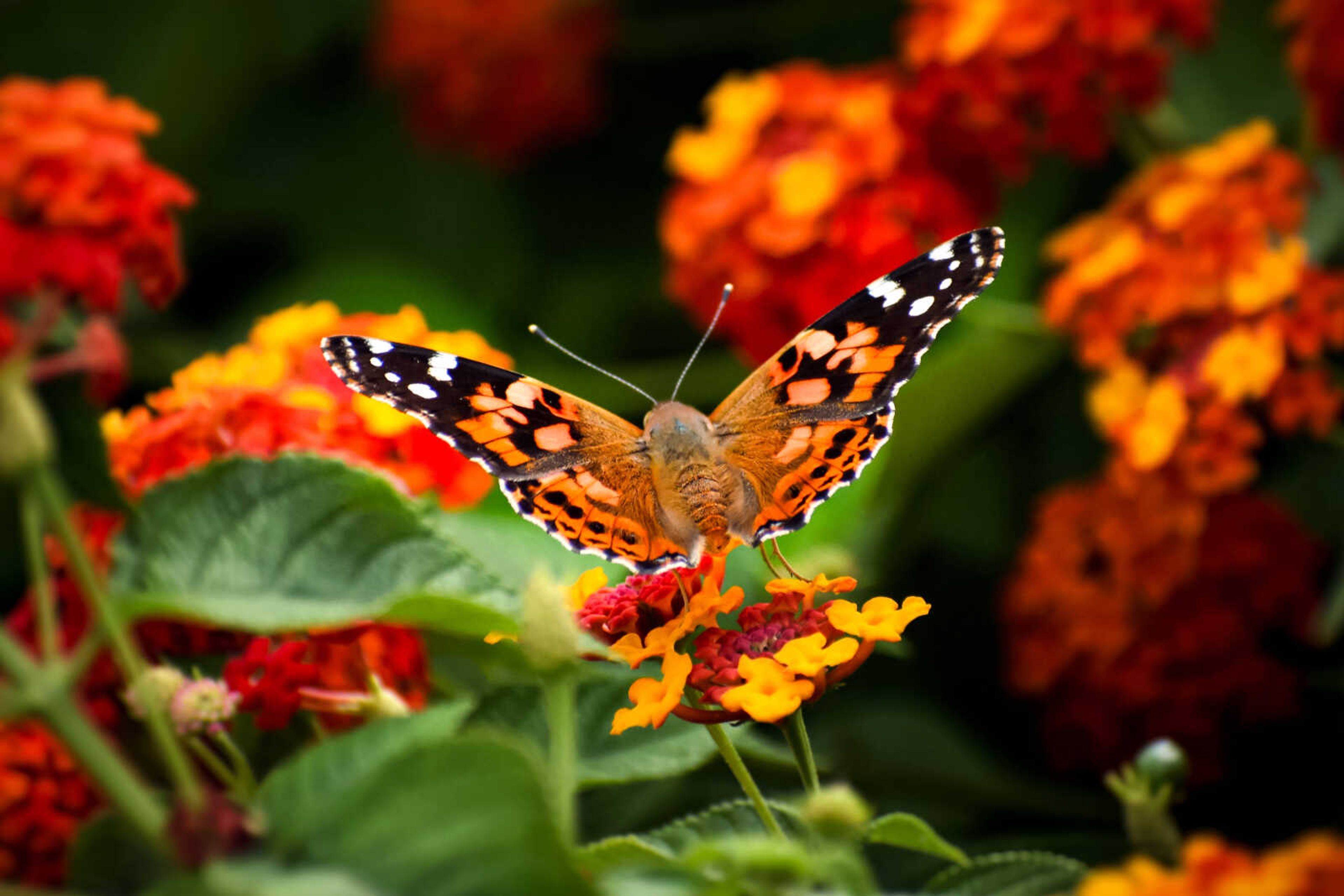 A painted lady butterfly rests on a flower outside the University Center.