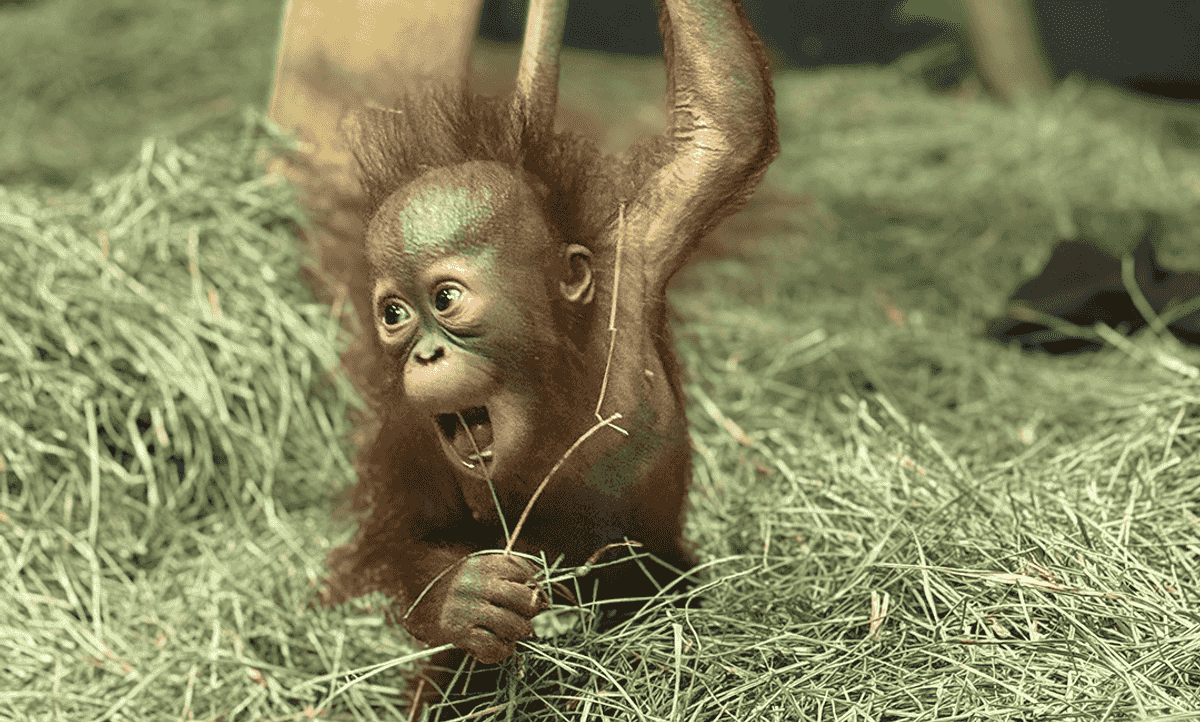 Caring for baby animals at zoos and aquariums