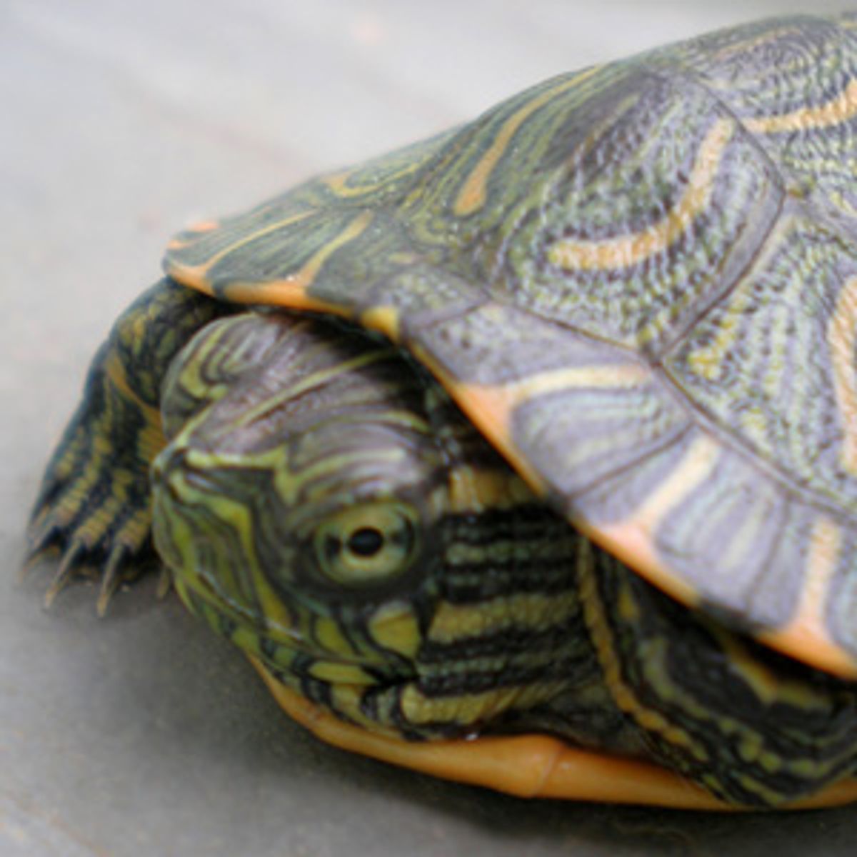 Small Turtle Family Pets Causing Salmonella Concerns