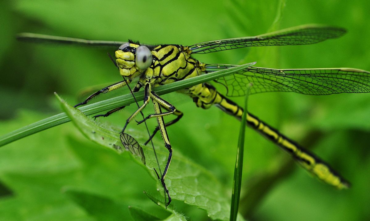 Michigan Native Insects What Should the Michigan State Insect Be?