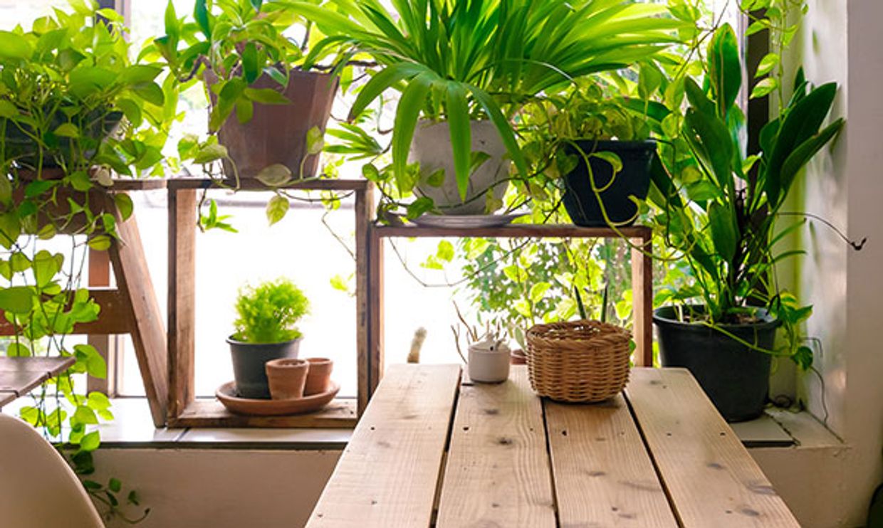 How to Become a Potted Plant Parent for Your Tween or Teen