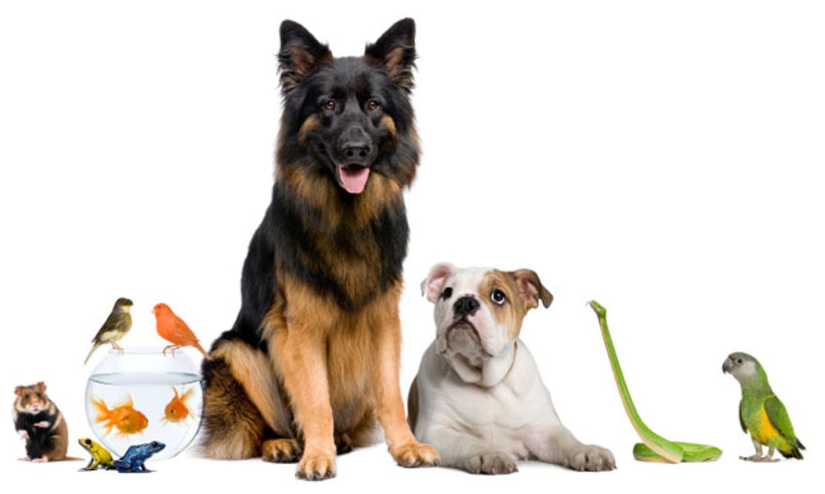 Popular Types of Pets for Families