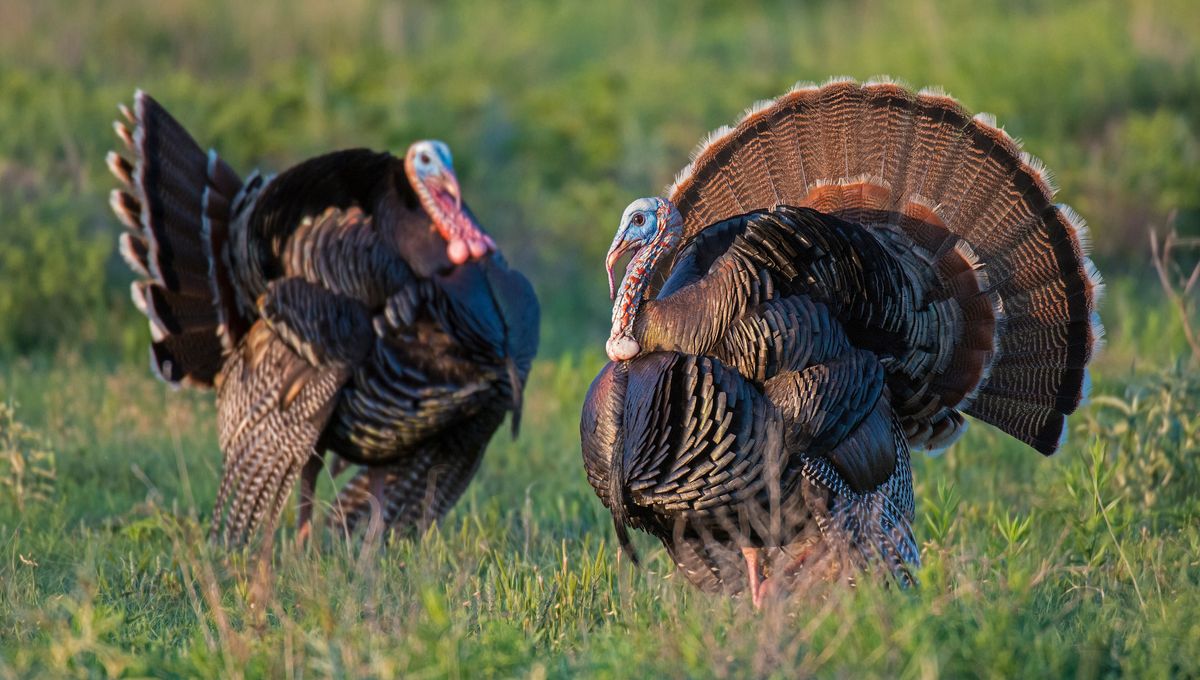 MDWFP proposes $180,500 in wild turkey habitat projects