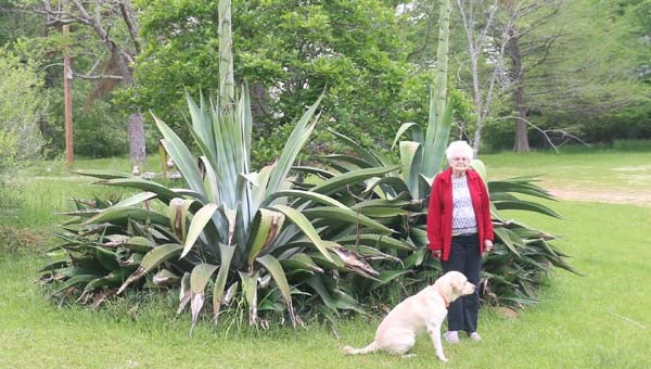 Once in a lifetime: Fleming's century plants bloom