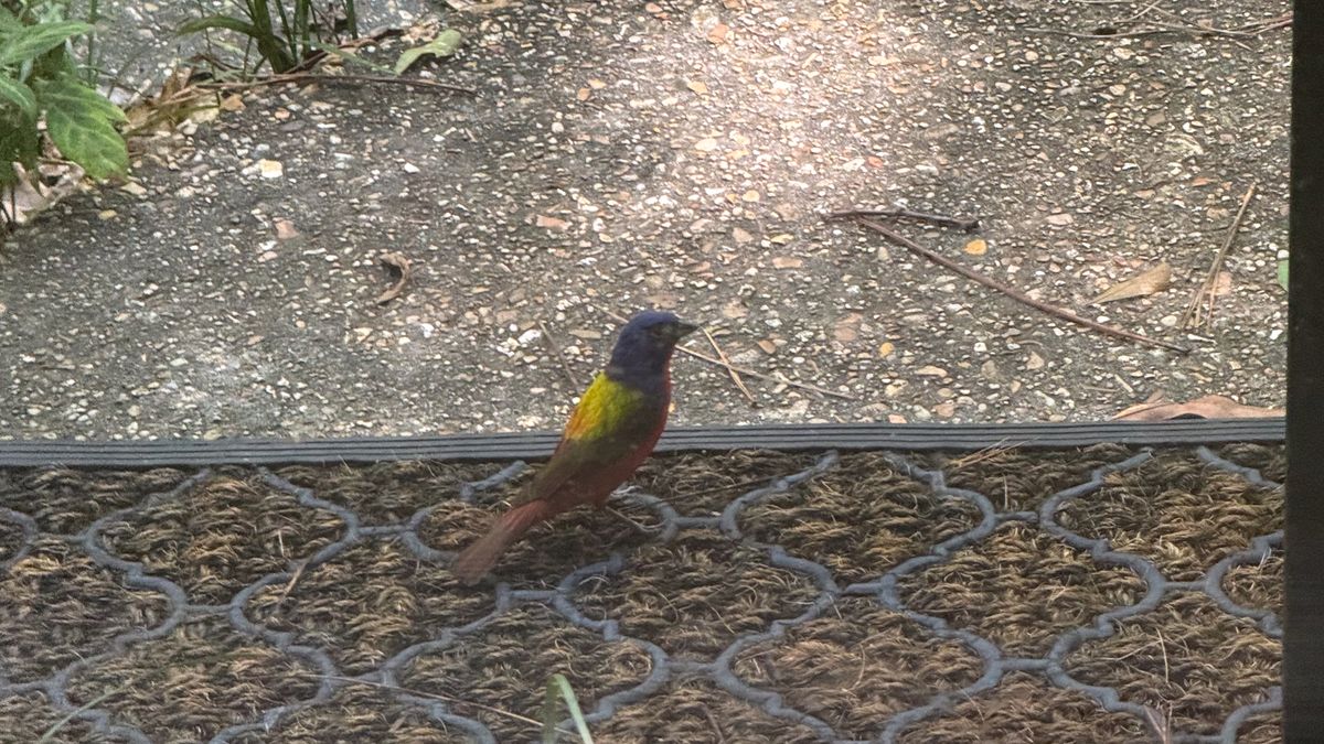 AROUND TOWN: Painted Bunting spotted in Oak Park