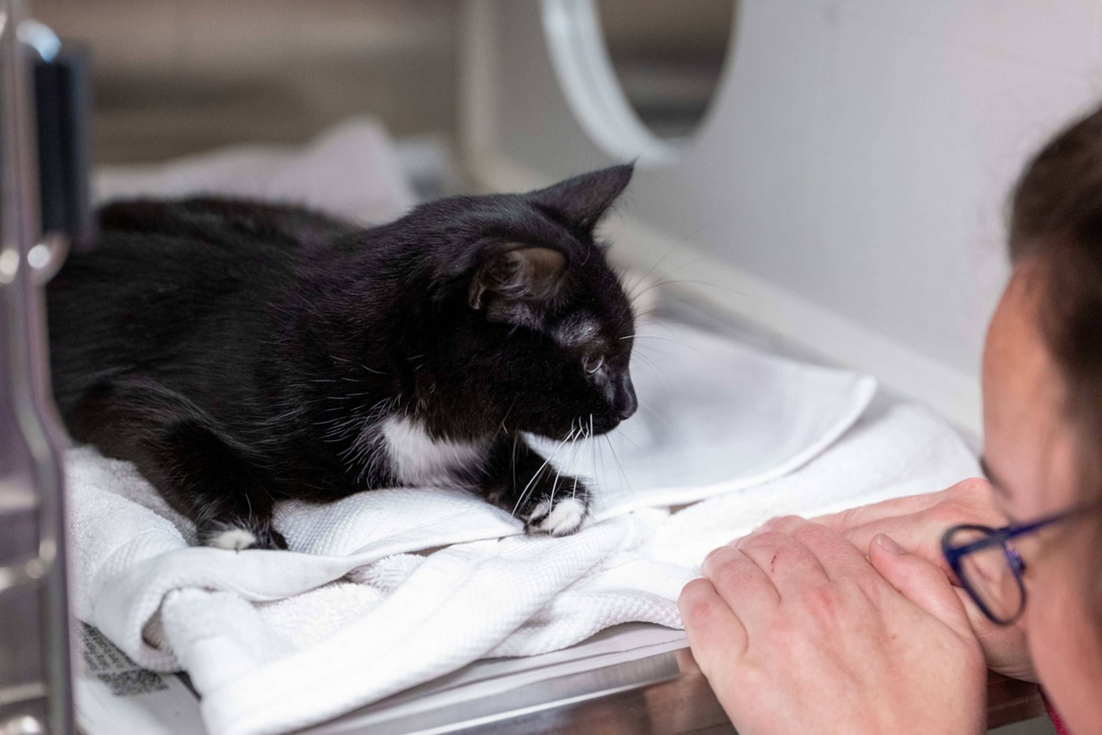 Wake County urges community to foster and adopt during kitten season