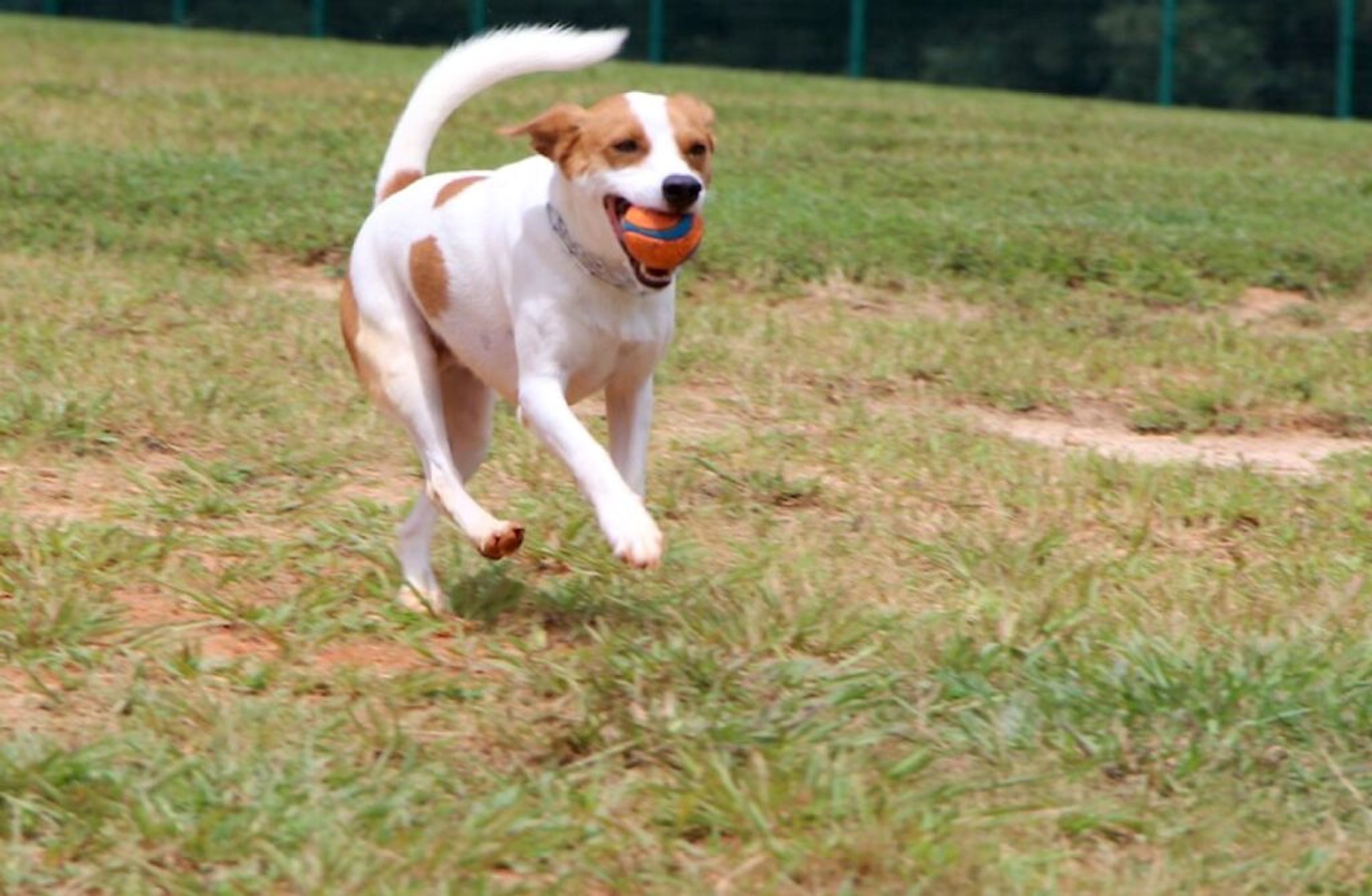 Town urges pet owners to obey leash law